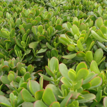 Jade Crassula Plant